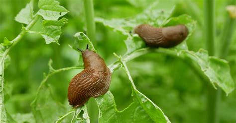 How to Control Snails and Slugs in the Garden | luv2garden.com