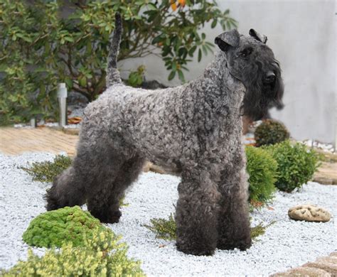 Kerry Blue Terrier Puppies For Sale Near Me - Pudding to come