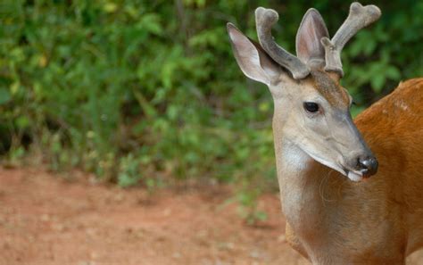 7 Tips to a Great Deer Hunting Season | Sweeney Feeders