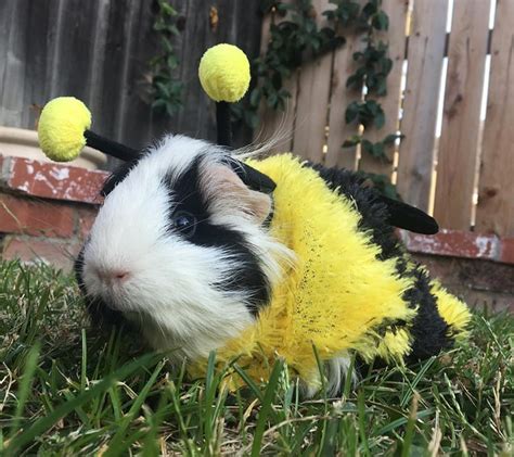 13 Epically Cute Guinea Pig Costumes That Win Halloween