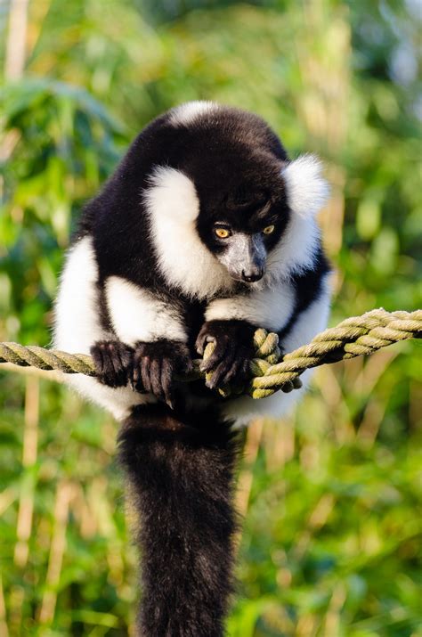 Free Images : vertebrate, mammal, indri, primate, terrestrial animal ...