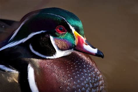 Wood Duck - Connecticut's Beardsley Zoo