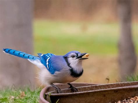Blue jay feeding | Smithsonian Photo Contest | Smithsonian Magazine