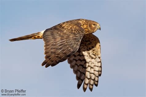 Hawk Migration | Burlington Parks, Recreation & Waterfront