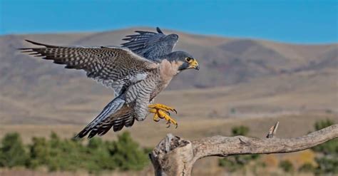 What Do Falcons Eat? Their Diet Explained - IMP WORLD