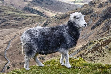 Initiative to help protect and preserve iconic Herdwick sheep breeds ...