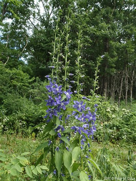 Campanulastrum americanum (American Bellflower): Minnesota Wildflowers