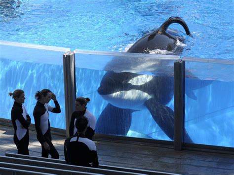 SeaWorld says it will end killer whale breeding program - syracuse.com