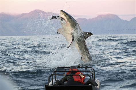 Marine Big 5 Animals South Africa - Cape Town Sea Life