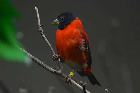 Red Siskin | Smithsonian Institution