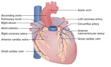 Heart: Anatomy | Concise Medical Knowledge