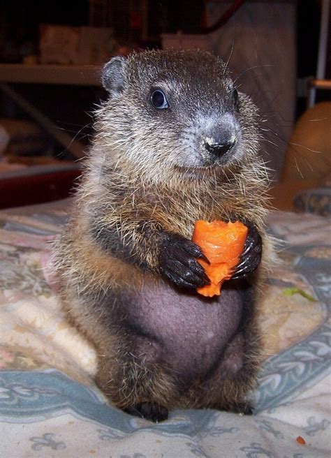 In honor of today, here's a baby groundhog : aww