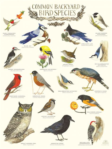 "Common Backyard Bird Species" Infographic Poster by Diana Sudyka Backyard Birds Sanctuary, Bird ...