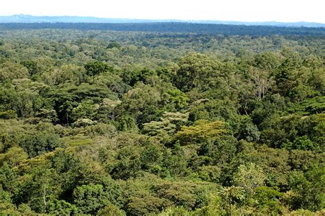 kakamega forest | Kakamega Forest National Reserve, Kenya | Angeli | Flickr