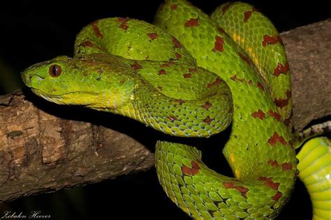 Philippine pit viper - Trimeresurus flavomaculatus - Venomous