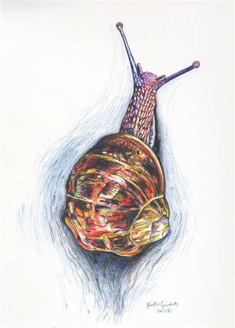 Realistic Snail Drawing at PaintingValley.com | Explore collection of Realistic Snail Drawing