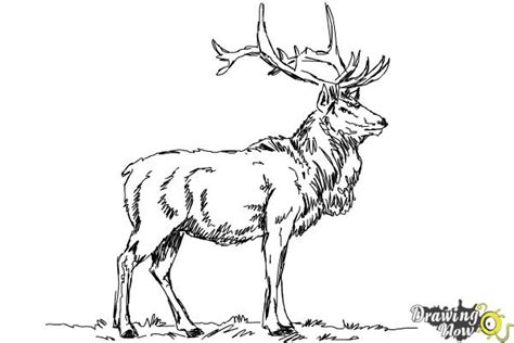 how to draw a moose easy How to draw an elk - Step by Step Drawing