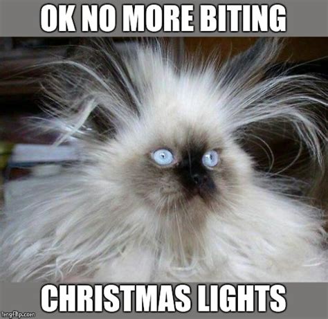 14+ Funny Cat Memes For Christmas - Factory Memes