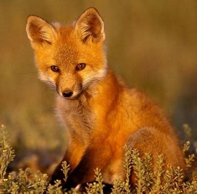 Personal Selection - Help The Endangered Red Foxes!