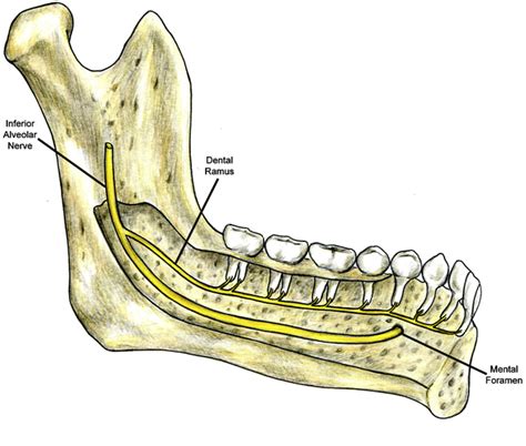 Mandibular Foramen Nerve