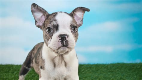 Frenchton: French Bulldog Boston Terrier Mix Guide – PawSafe