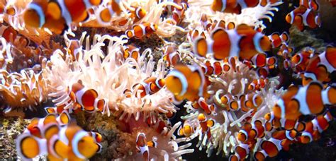 Clownfish Breeding | Raising Clownfish Fry | FantaSEA Aquariums