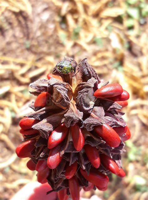 Magnolia Grandiflora Seeds at Botanical Garden. Stock Image - Image of ...