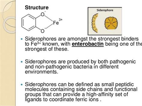 Siderophores produced by bioagents in controlling of plant diseases