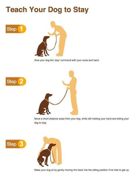 Teach You Dog to Stay | Dog training obedience, Puppy training tips ...