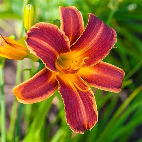 EveryDaylily Red Ribs Daylily - Plant Library - Pahl's Market - Apple Valley, MN