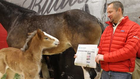 Baby Clydesdale Horses