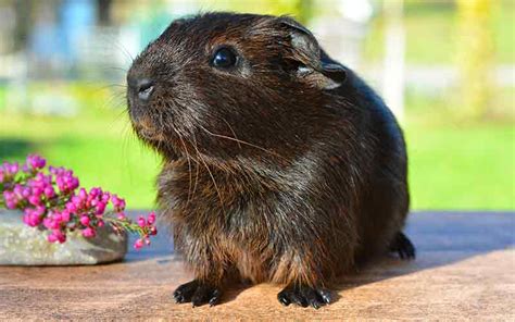 Girl Guinea Pig Names: Over 200 Great Names For Female Guinea Pigs