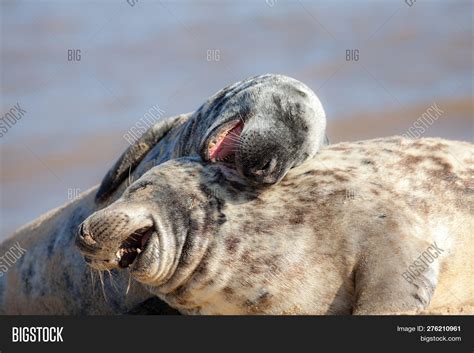 Laughing Out Loud. Image & Photo (Free Trial) | Bigstock