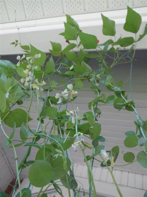 Collecting Arugula Seeds - urbantomato