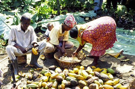 PRESS STATEMENT: GCCP statement on COCOBOD/CCC farmer income communique ...