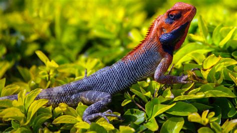 Free Images : nature, plant, animal, wildlife, jungle, fauna, green lizard, vertebrate, lacerta ...