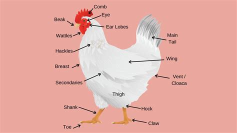 Chicken Poultry Coop Management and Health News · Dine A Chook