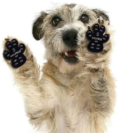 Dog Paw Protector Pads | The Smart Dog Guide