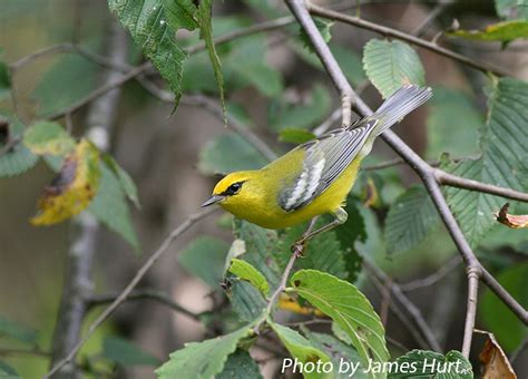 Tennessee Watchable Wildlife | Blue-winged Warbler - Habitat: TENNESSEE