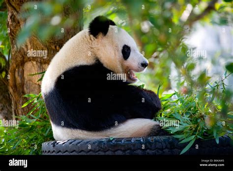 A giant panda in captivity Stock Photo - Alamy