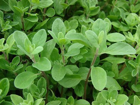 Marjoram - Marjoram Essential Oil Uses & Potential Health Benefits