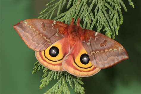 Female Io Moth Io Moth, Hawk Moth, Colorful Moths, Sunset Moth ...