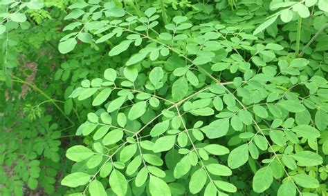 Types of Compound Leaves | Happy Botanist