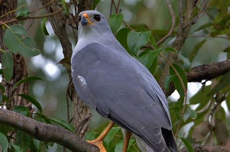 Grey Goshawk (Accipiter novaehollandiae) - Samford Commons