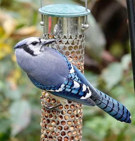 Blue jays get bad rep for a diet actually composed of insects, nuts - Albert Lea Tribune ...