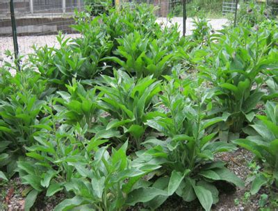 Russian Comfrey: Bocking 14. Living roots. Organic.