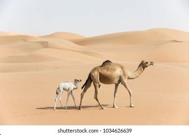 Camel Baby: Over 4,499 Royalty-Free Licensable Stock Photos | Shutterstock