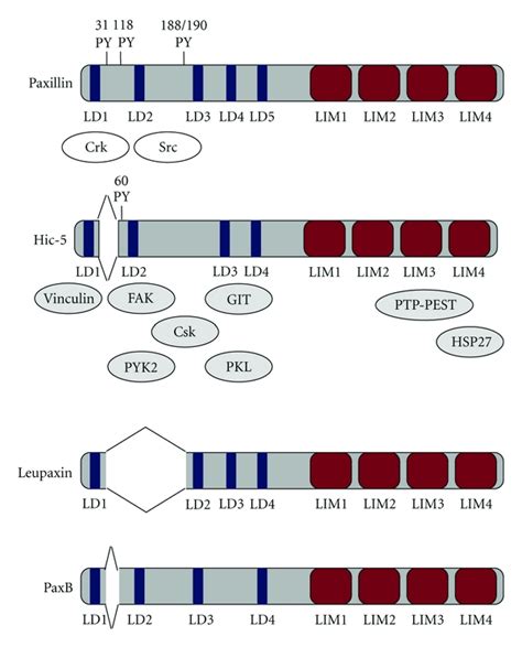 The paxillin/focal adhesion-associated adaptor protein family; domain... | Download Scientific ...