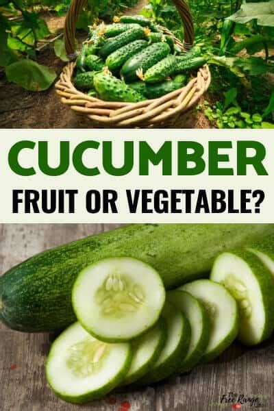 Is a Cucumber a Fruit or a Vegetable?