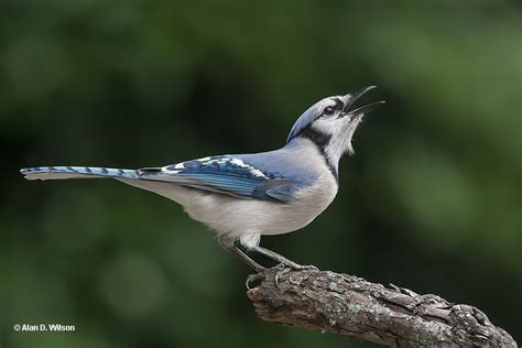 Does Seeing A Blue-Jay Have Any Meaning? Good Luck?